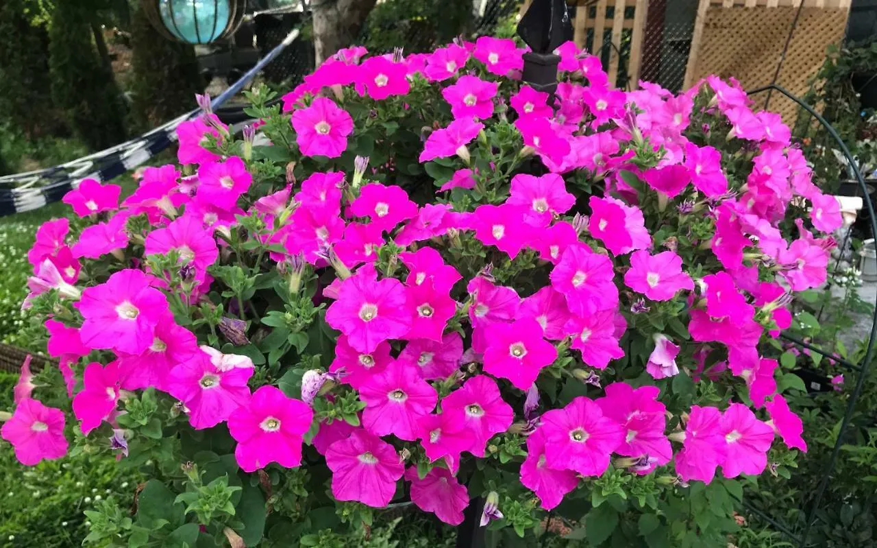 Morning Fresh Homestay Toronto